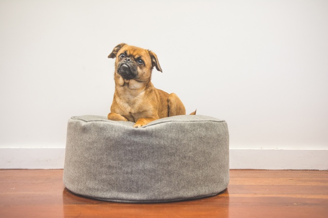 Cashmere Pet Bed by Dogs of Desire
|
<a
href="https://themarketnz.com/products/cashmere-pet-bed" target="_blank"><u> $215 from The Market NZ </u></a>